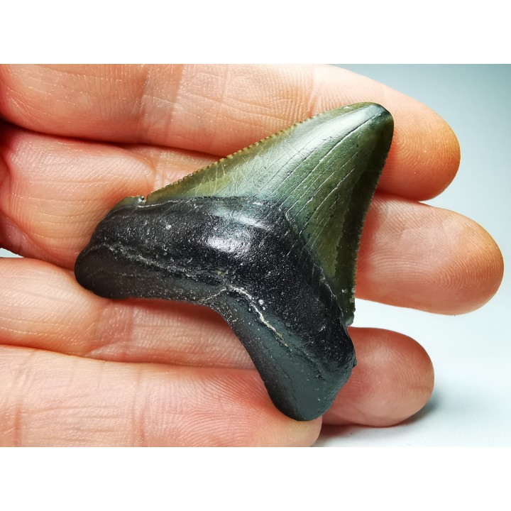 shark teeth: Carcharodon megalodon - Miocene (USA)