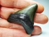 Dent de requin: Carcharodon megalodon, Miocène (USA)