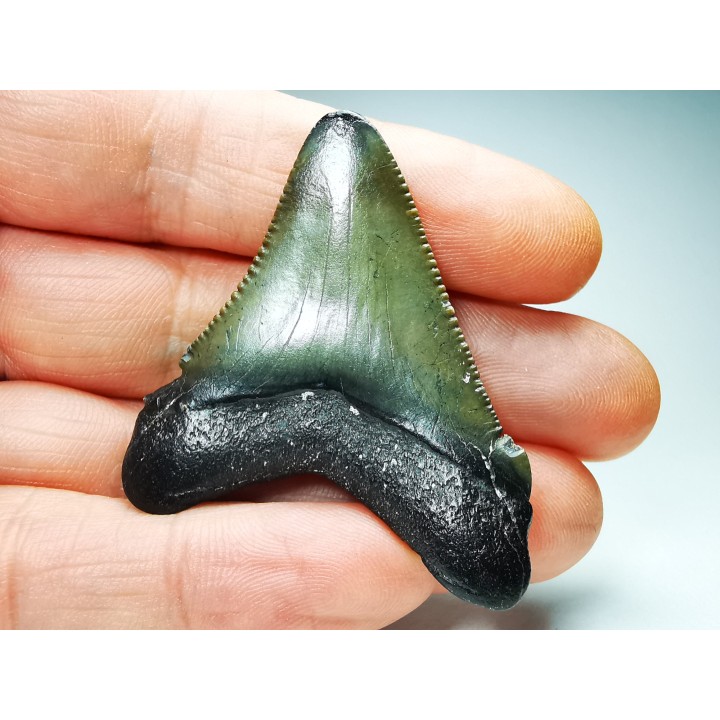 shark teeth: Carcharodon megalodon - Miocene (USA)