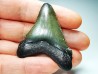 shark teeth: Carcharodon megalodon - Miocene (USA)