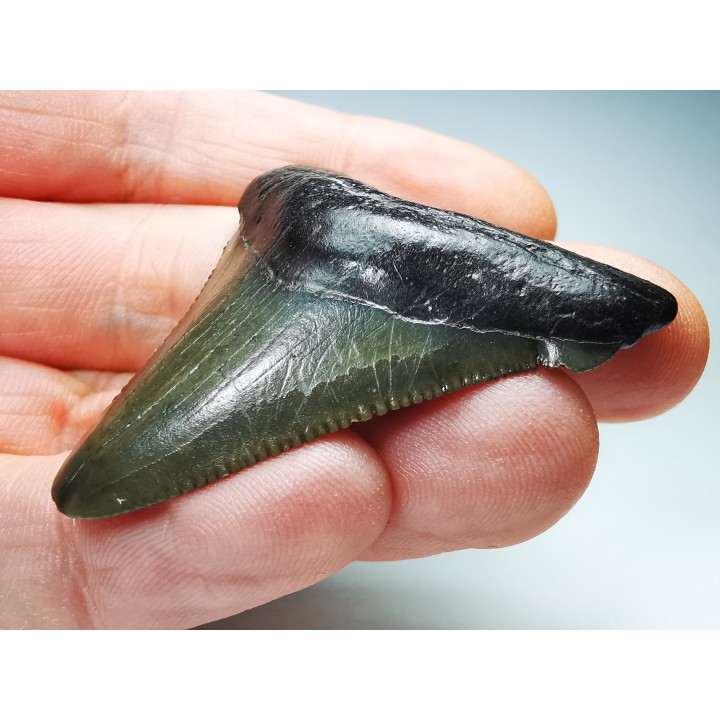 Dent de requin: Carcharodon megalodon, Miocène (USA)