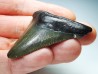 shark teeth: Carcharodon megalodon - Miocene (USA)