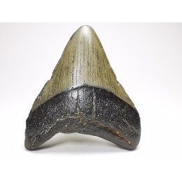 Dent de requin: Carcharodon megalodon, Miocène (USA)