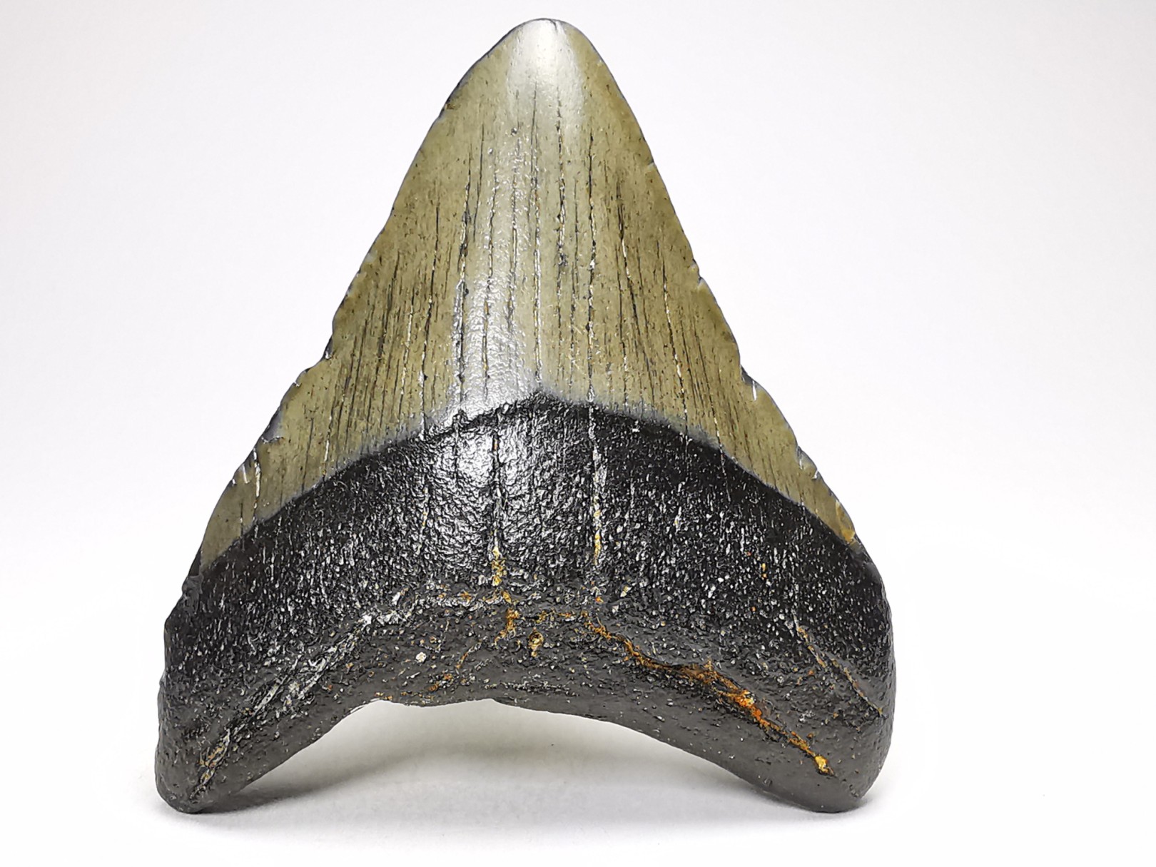 shark teeth: Carcharodon megalodon - Miocene (USA)