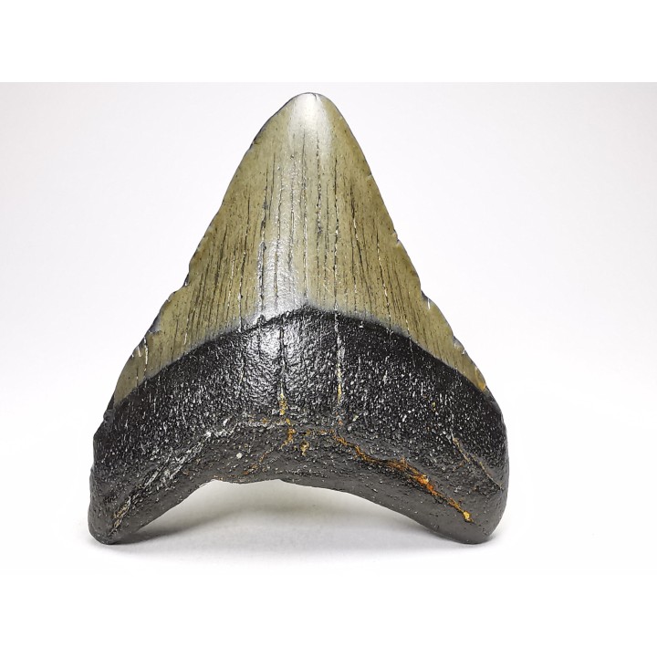 shark teeth: Carcharodon megalodon - Miocene (USA)