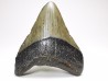 shark teeth: Carcharodon megalodon - Miocene (USA)
