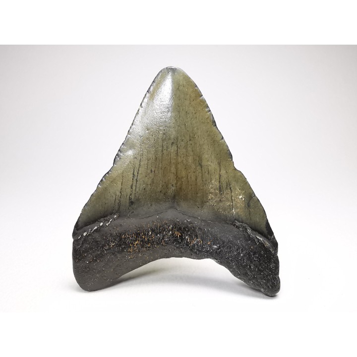 Dent de requin: Carcharodon megalodon, Miocène (USA)