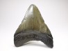 Dent de requin: Carcharodon megalodon, Miocène (USA)