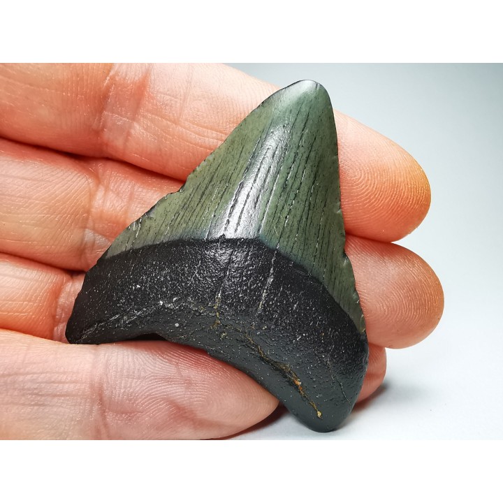 Dent de requin: Carcharodon megalodon, Miocène (USA)
