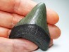 Dent de requin: Carcharodon megalodon, Miocène (USA)