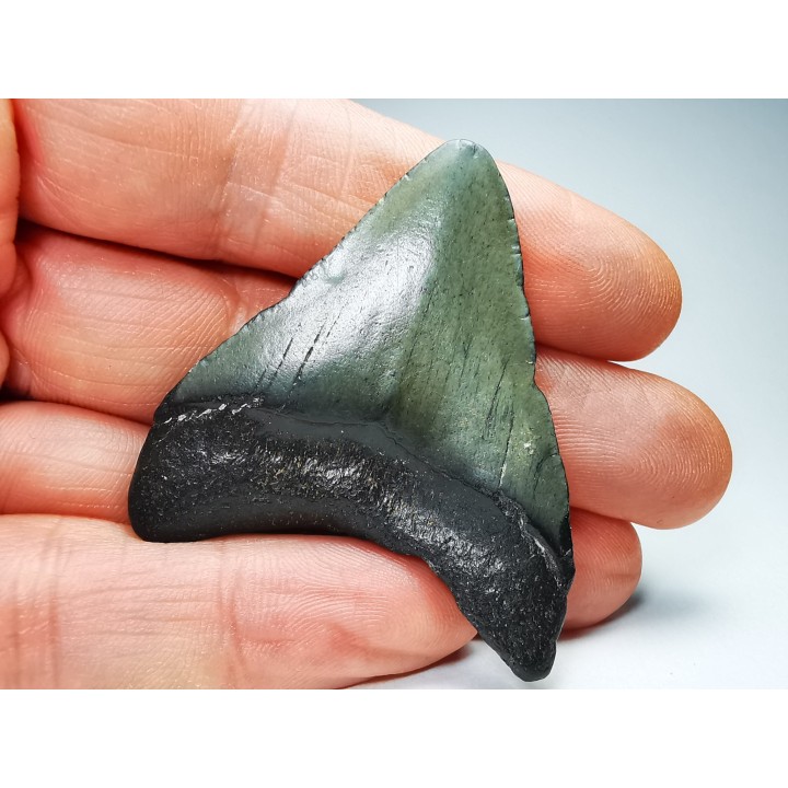 shark teeth: Carcharodon megalodon - Miocene (USA)