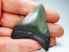 Dent de requin: Carcharodon megalodon, Miocène (USA)