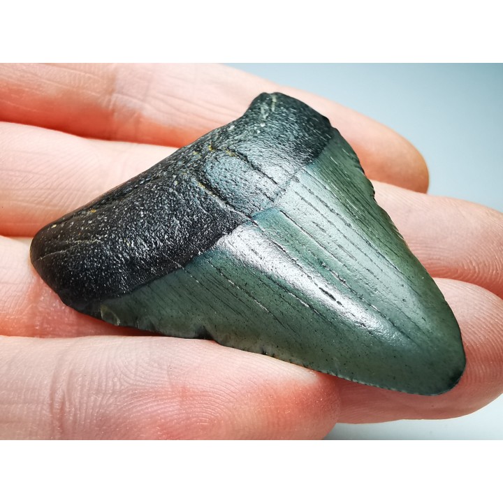 shark teeth: Carcharodon megalodon - Miocene (USA)
