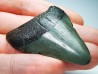 Dent de requin: Carcharodon megalodon, Miocène (USA)