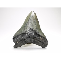shark teeth: Carcharodon megalodon - Miocene (USA)
