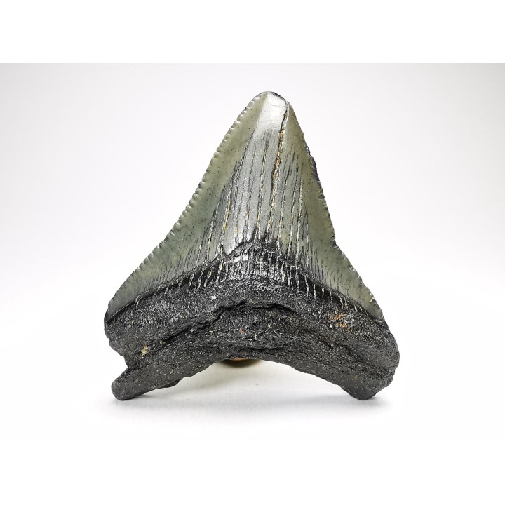 shark teeth: Carcharodon megalodon - Miocene (USA)