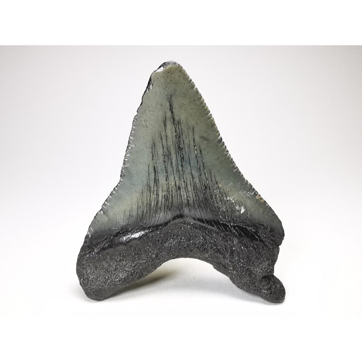 Dent de requin: Carcharodon megalodon, Miocène (USA)