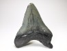 Dent de requin: Carcharodon megalodon, Miocène (USA)