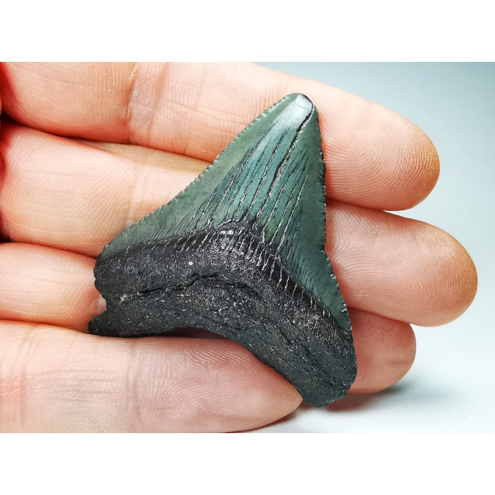 Dent de requin: Carcharodon megalodon, Miocène (USA)