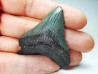 Dent de requin: Carcharodon megalodon, Miocène (USA)