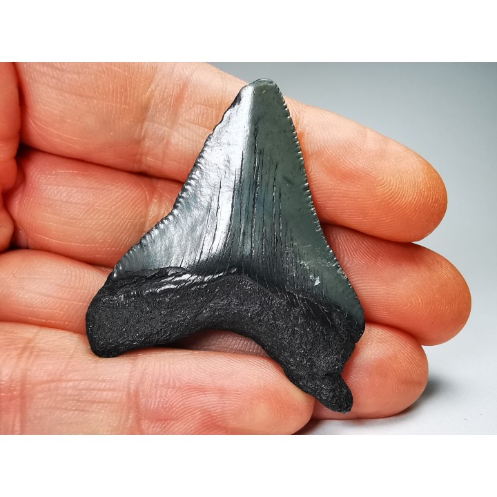 shark teeth: Carcharodon megalodon - Miocene (USA)