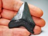 shark teeth: Carcharodon megalodon - Miocene (USA)