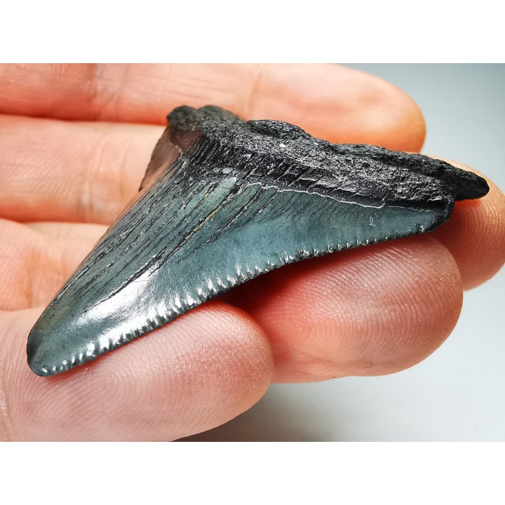 shark teeth: Carcharodon megalodon - Miocene (USA)
