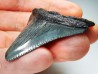 shark teeth: Carcharodon megalodon - Miocene (USA)