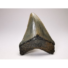 shark teeth: Carcharodon megalodon - Miocene (USA)