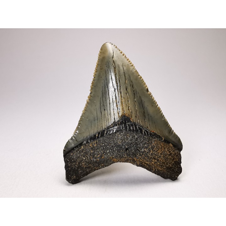 shark teeth: Carcharodon megalodon - Miocene (USA)