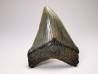 Dent de requin: Carcharodon megalodon, Miocène (USA)