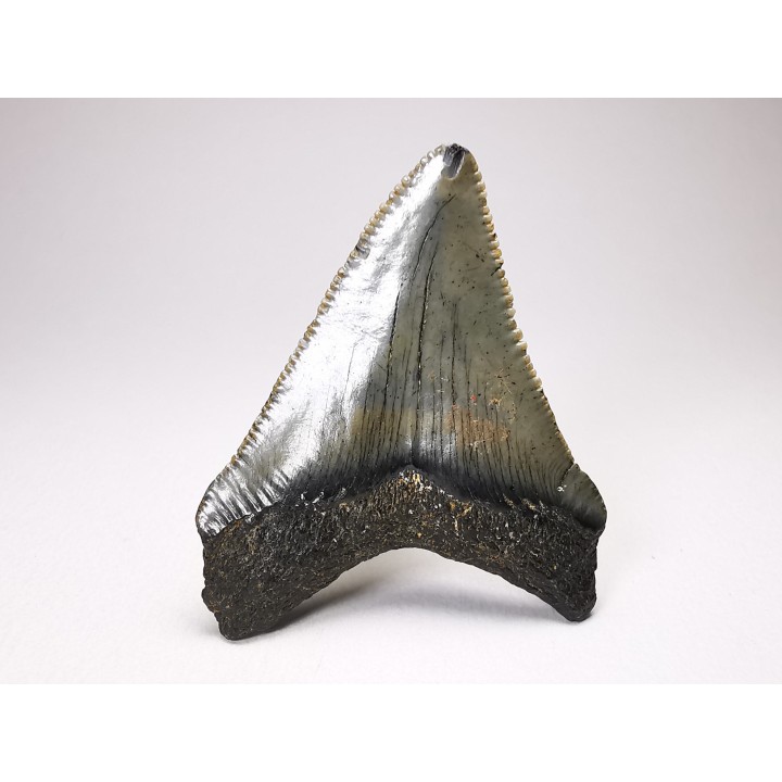 Dent de requin: Carcharodon megalodon, Miocène (USA)