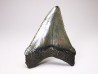shark teeth: Carcharodon megalodon - Miocene (USA)