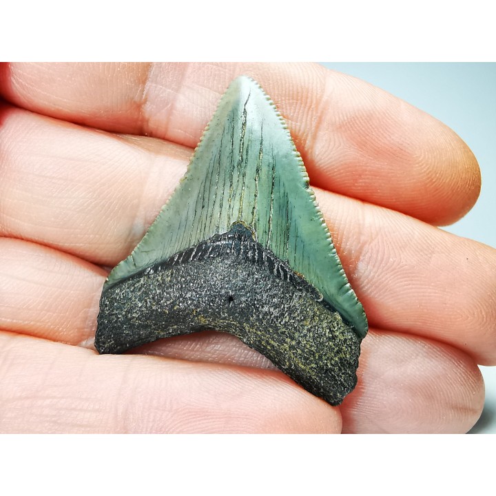 Dent de requin: Carcharodon megalodon, Miocène (USA)