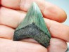 shark teeth: Carcharodon megalodon - Miocene (USA)