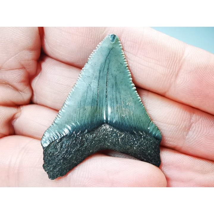 Dent de requin: Carcharodon megalodon, Miocène (USA)