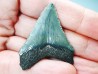 shark teeth: Carcharodon megalodon - Miocene (USA)