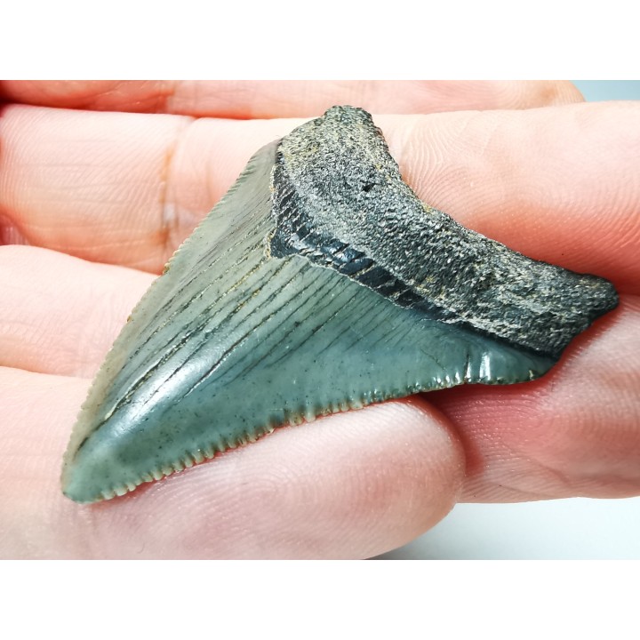 Dent de requin: Carcharodon megalodon, Miocène (USA)
