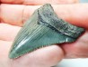 shark teeth: Carcharodon megalodon - Miocene (USA)