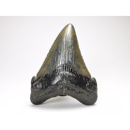 Dent de requin: Carcharodon megalodon, Miocène (USA)