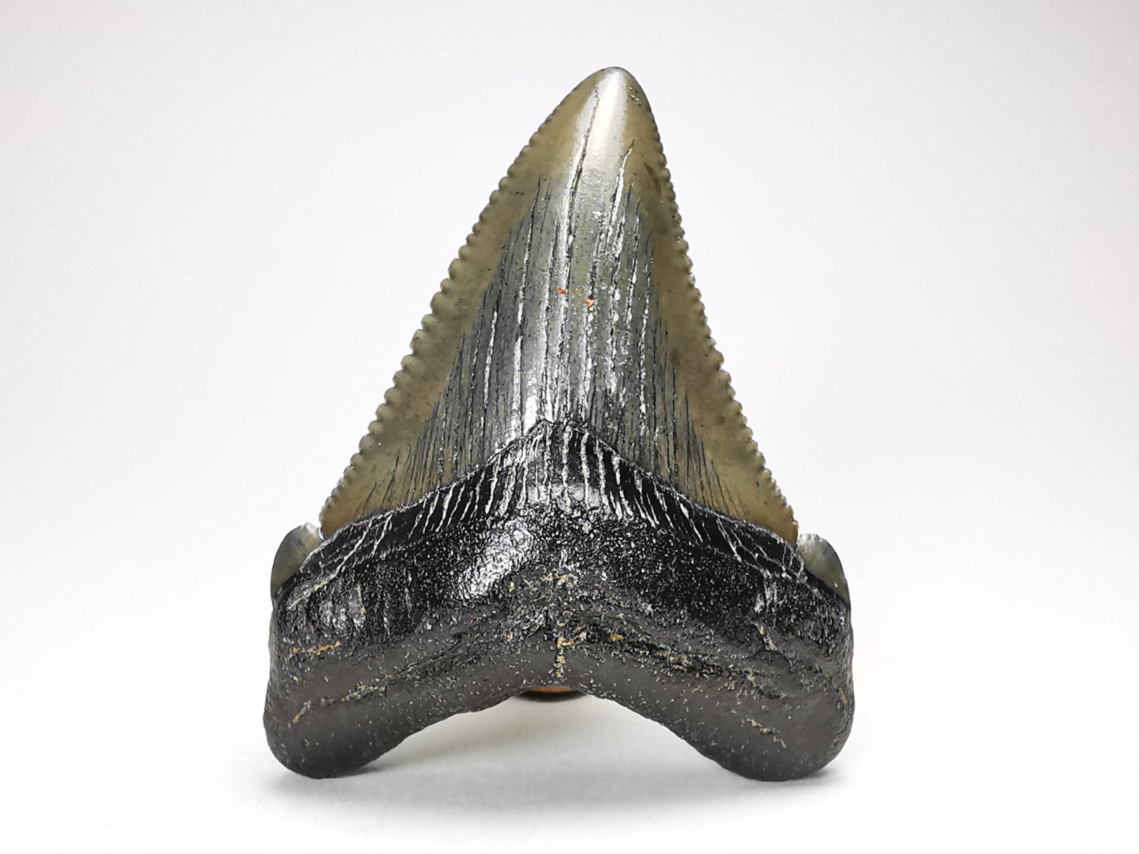 Dent de requin: Carcharodon megalodon, Miocène (USA)