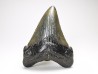 Dent de requin: Carcharodon megalodon, Miocène (USA)