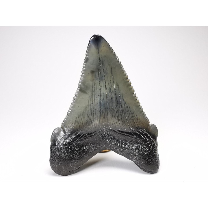 Dent de requin: Carcharodon megalodon, Miocène (USA)