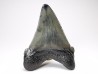Dent de requin: Carcharodon megalodon, Miocène (USA)