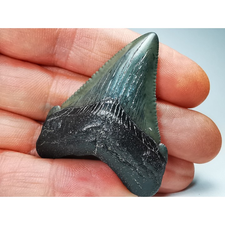 shark teeth: Carcharodon megalodon - Miocene (USA)