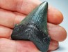 shark teeth: Carcharodon megalodon - Miocene (USA)