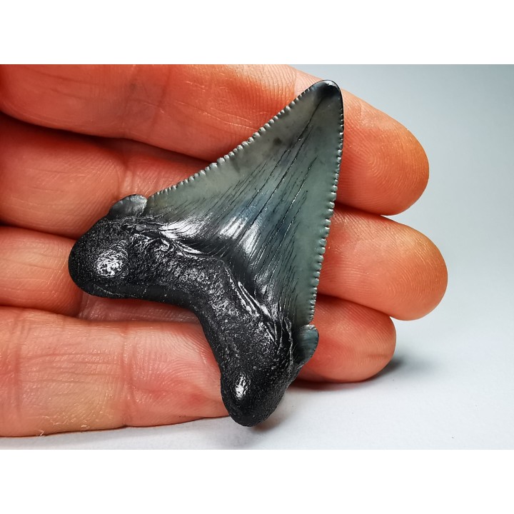 Dent de requin: Carcharodon megalodon, Miocène (USA)
