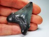 shark teeth: Carcharodon megalodon - Miocene (USA)