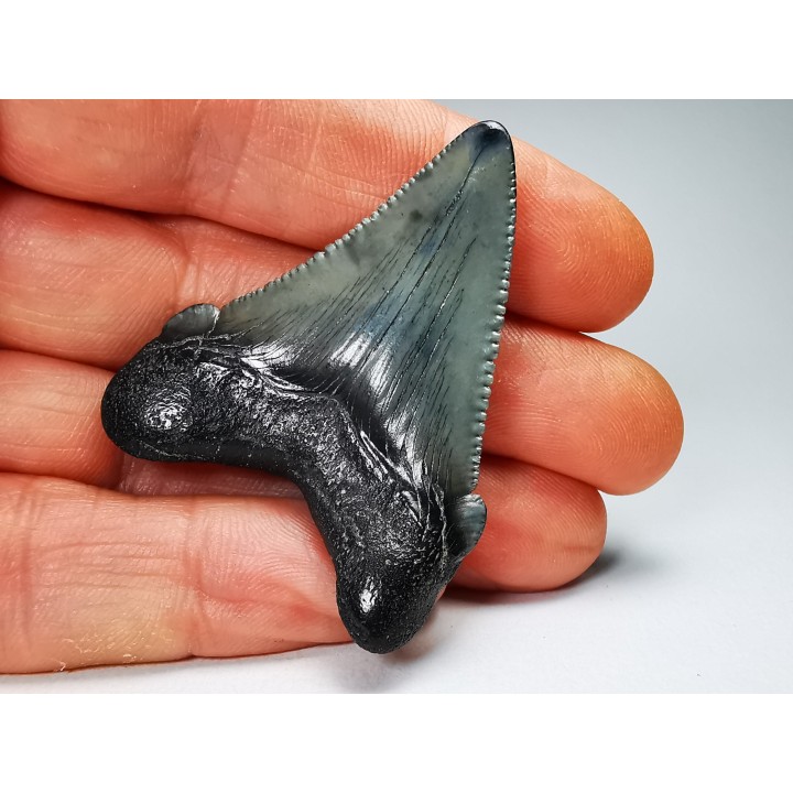 Dent de requin: Carcharodon megalodon, Miocène (USA)