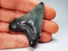 Dent de requin: Carcharodon megalodon, Miocène (USA)